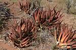 Aloe classenii Kasigau GPS183 Kenya 2014_1666.jpg